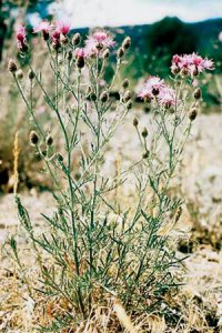 SpottedKnapweed